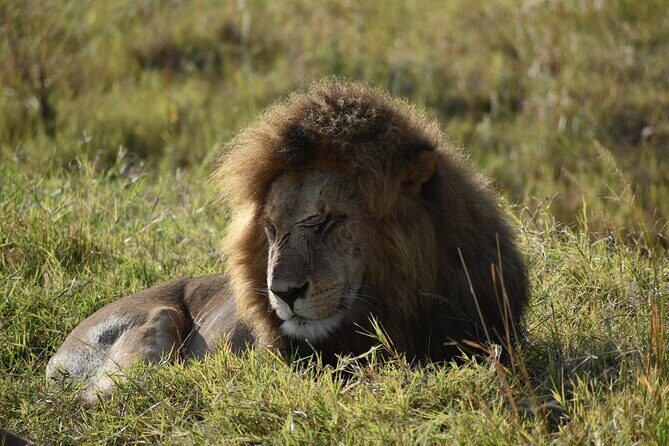 06 Days Kenya LuxuryLodge Safari - Why This 6-Day Kenya LuxuryLodge Safari Makes Sense