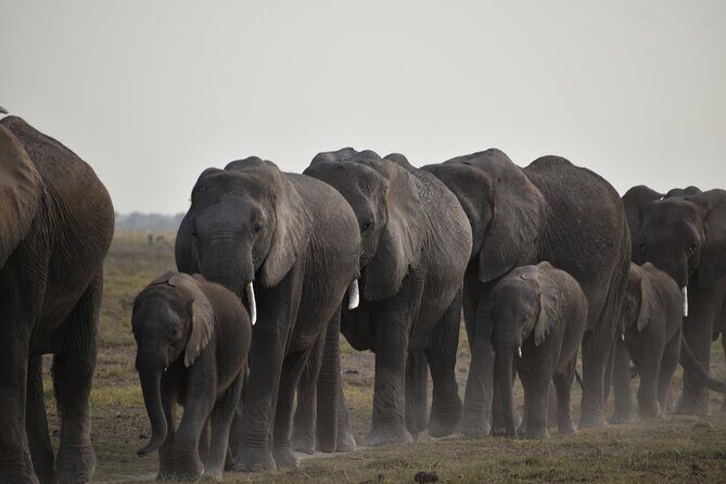 06 Days Kenya LuxuryLodge Safari - Day 3: Mara to Lake Nakuru via Mt. Longonot and Lake Naivasha Views