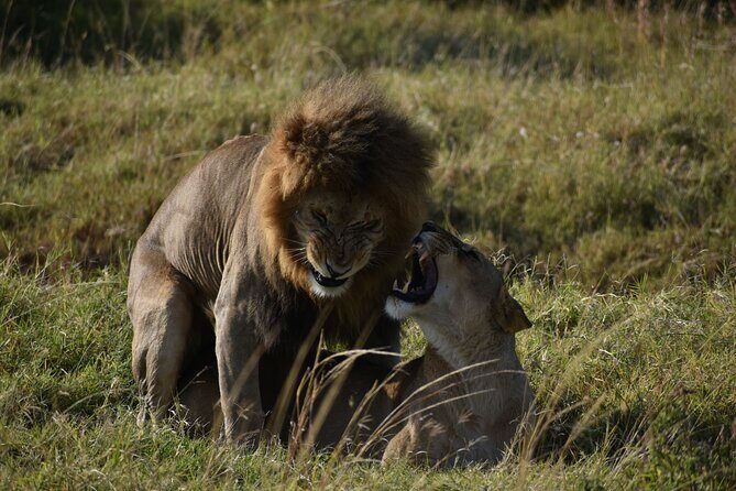 06 Days Kenya LuxuryLodge Safari - Day 5: Amboseli Swamps, Elephants, Hippos, and Possible Kilimanjaro