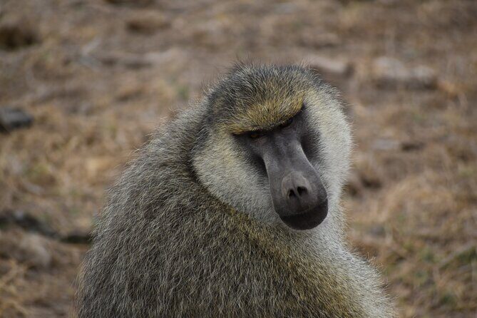 06 Days Kenya LuxuryLodge Safari - Day 6: Early Amboseli Viewing and Return to Nairobi