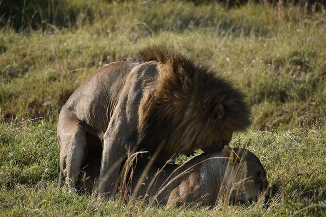 06 Days Kenya LuxuryLodge Safari - Day 2: Full Day in Masai Mara with Hippo Pool Picnic