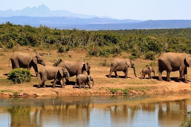 1 Day Amboseli Classic Safari Tour package,bruno safaris Kenya - A 1-Day Amboseli Safari That Actually Fits Real Schedules