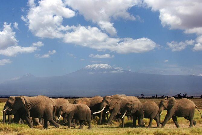 1-Day Amboseli Safari - Key things I’d clock before you go