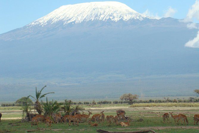 1-Day Amboseli Safari - One Day Amboseli: What You Really Get for the Time