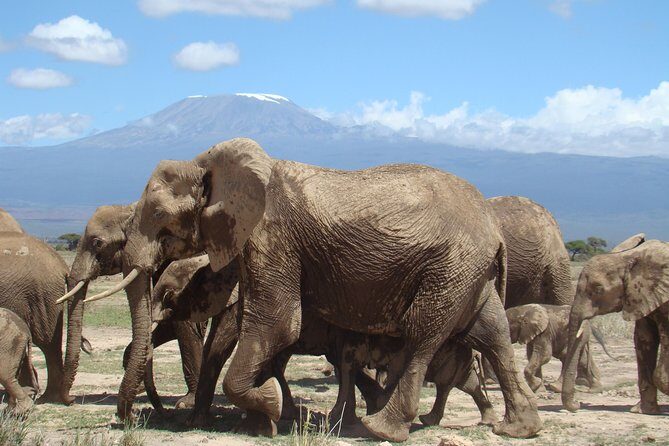 1-Day Amboseli Safari - Amboseli Game Drive: Elephant Families and Five Habitat Types