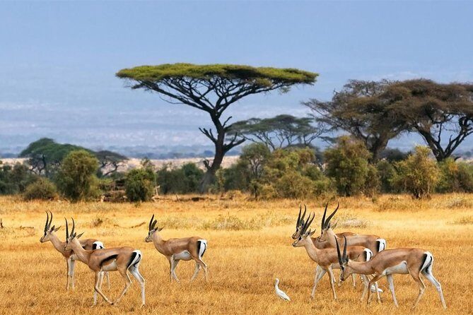 1 Day Classic Amboseli Safari - A 5:00am Nairobi start that feels intense, but works