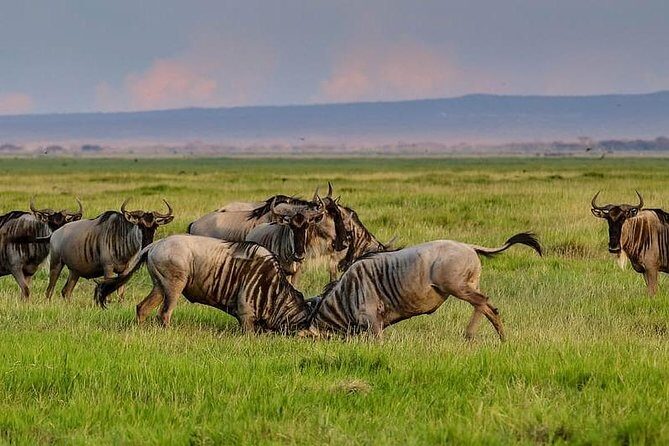 1 Day Classic Amboseli Safari - Wildlife spotting in a single drive day (and how to get results)