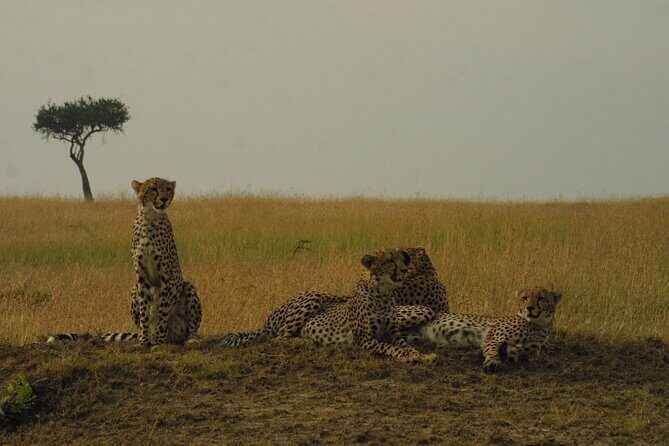 1-Day Maasai Mara Safari - Why a 5am Nairobi pickup is the secret sauce