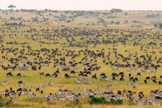 1-Day Maasai Mara Safari - Coffee stop, gate entry, and the rhythm of a long day