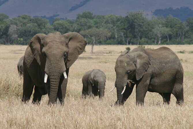 1-Day Maasai Mara Safari - Door-to-door transfers in a shared setup: comfort vs crowding