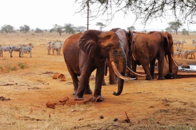 1 Day Red Elephant Safari starting from Diani beach. - From Diani Beach to Tsavo East: The 05:00 Early-Start Plan