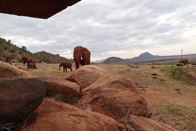 1 Day Red Elephant Safari starting from Diani beach. - Lunch Break Inside Tsavo East: A Real Reset, Not a Time Waster