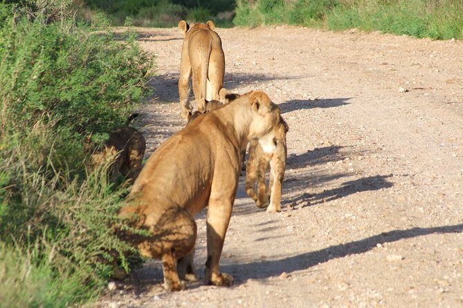 1 Day Red Elephant Safari starting from Diani beach. - Big Five Odds in One Day (Lion, Buffalo, Rhino, Leopard, Elephant)