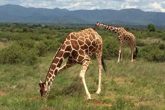 1 Day Shimba Hills starting from Diani Beach. - Key things to know before you go