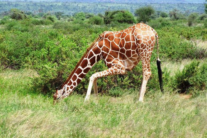 1 Day Shimba Hills starting from Diani Beach. - Price and value: is $248 a fair deal?