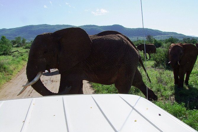 1 Day Shimba Hills starting from Diani Beach. - Animal sightings: plan for variety, not certainty