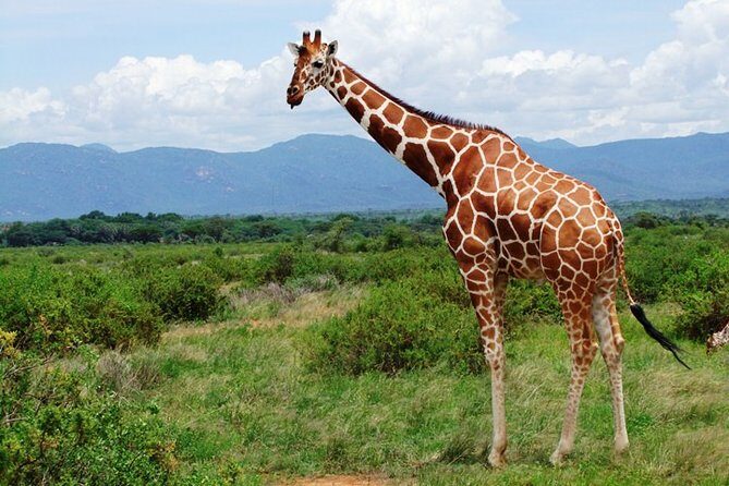 1 Day Shimba Hills starting from Diani Beach. - Inside Shimba Hills: rainforest vibes and wildlife odds