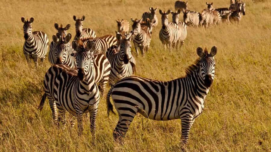 1 day Shimba Hills Tour - Lunch at Shimba Lodge: a break that also fits wildlife viewing