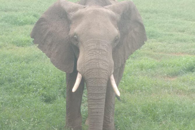 1 day Shimba hills - Shimba Hills National Reserve: coastal forest safari energy