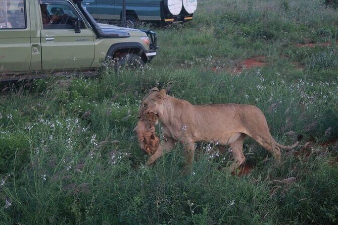 1 Day Tsavo East Safari Discovery of Kenya's Wildlife - Why Tsavo East fits a 1-day wildlife plan