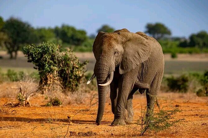 1 Day Tsavo East Safari Discovery of Kenya's Wildlife - Lunch at Sentrim Tsavo Camp: more than a break