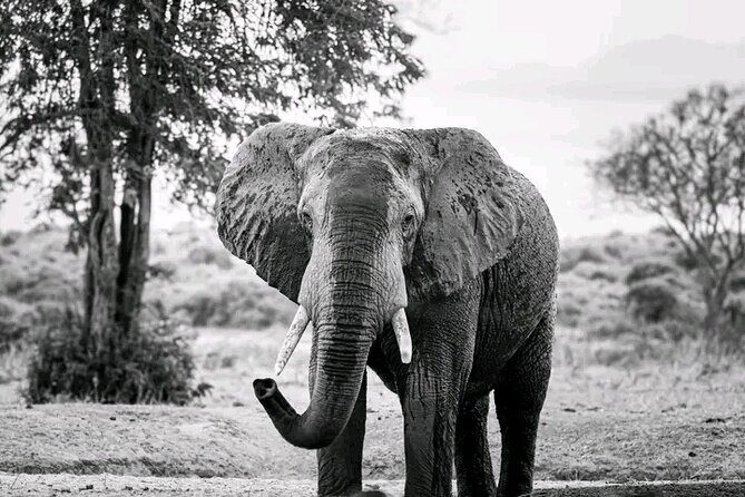 1 Day Tsavo East Safari Discovery of Kenya's Wildlife - What’s included in the price, and what it really buys you