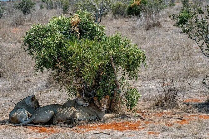 1 Day Tsavo East Safari Discovery of Kenya's Wildlife - Timing, patience, and comfort: how to enjoy the full 12 hours