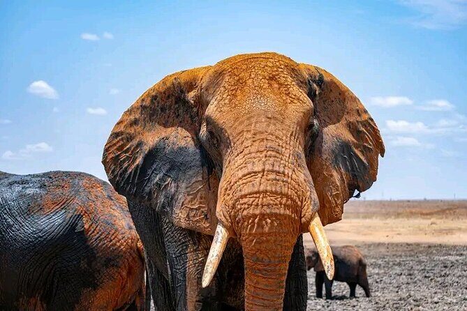 1 Day Tsavo East Safari Discovery of Kenya's Wildlife - Entering Tsavo East: plains, river country, and classic spotting