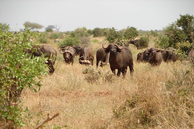 1-Day Tsavo East Safari From Mombasa - Guides, comfort, and what makes sightings click