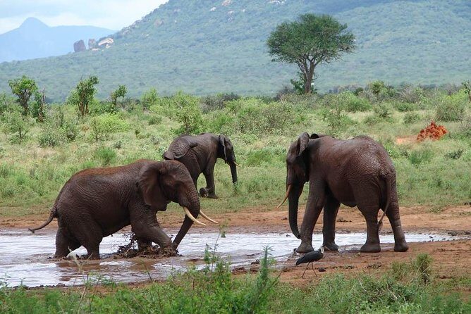 1-Day Tsavo East Safari From Mombasa - Inside Tsavo East: plains, river country, and classic safari scenery