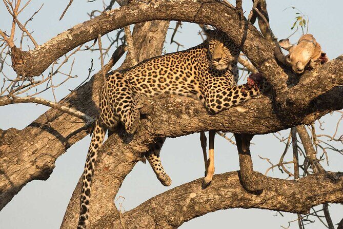 1 Day Tsavo East Safari ( Minimum 2 Pax) - Morning Pickup at Diani Beach: 5:00 am Is the Real Deal