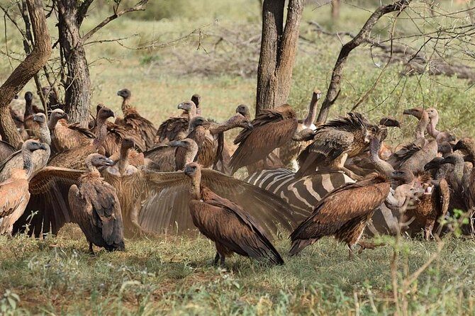 1 Day Tsavo East Safari ( Minimum 2 Pax) - Lunch Overlooking the Tsavo Plains: Fuel for Drive Two