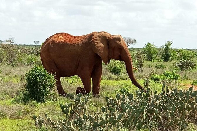1 Day Tsavo East Safari ( Minimum 2 Pax) - Second Game Drive: Wrapping the Day with More Chances