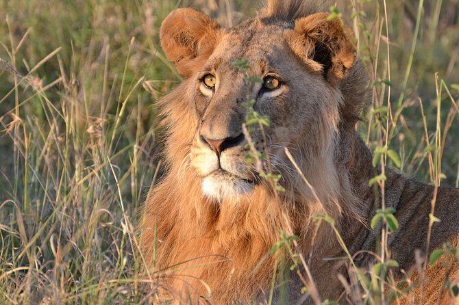 1 Day Tsavo East Safari ( Minimum 2 Pax) - Group Size and Your Driver/Guide: Small Can Be Good