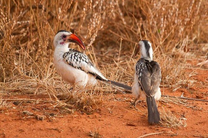 1 Day Tsavo East Safari ( Minimum 2 Pax) - Price and Value: Is $250 Fair for One Day?