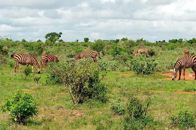 1 Day Tsavo East Safari ( Minimum 2 Pax) - Timing, Comfort, and What to Bring for a Smooth Day