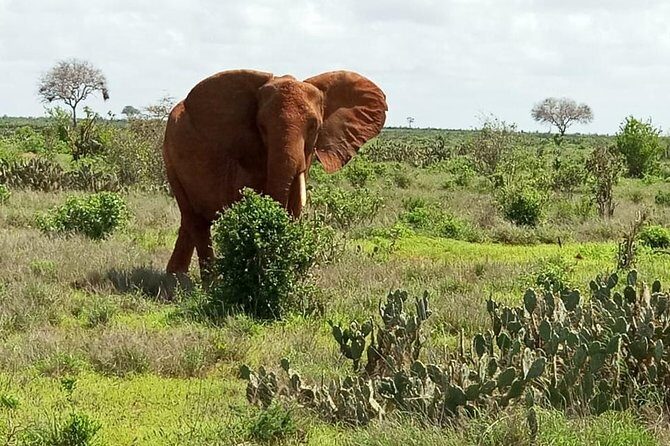 1 Day Tsavo East Safari ( Minimum 2 Pax) - The Road Trip to Tsavo East and the Bachuma Gate Stop
