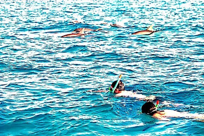 1 day wasini island ( Kisite Marine park) - Who this tour suits best (and who should think twice)