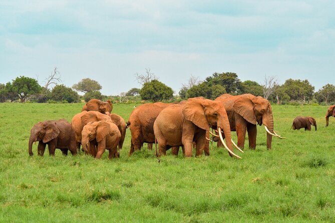 10-Day Private Tour in Big Five Safari and Beaches - Tour Quality: How the Team’s Communication Shows Up in Real Travel
