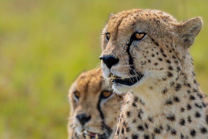 10-Day Private Tour in Big Five Safari and Beaches - Maasai Mara Game Drives: Morning Hours, Mara Triangle, and Mara River
