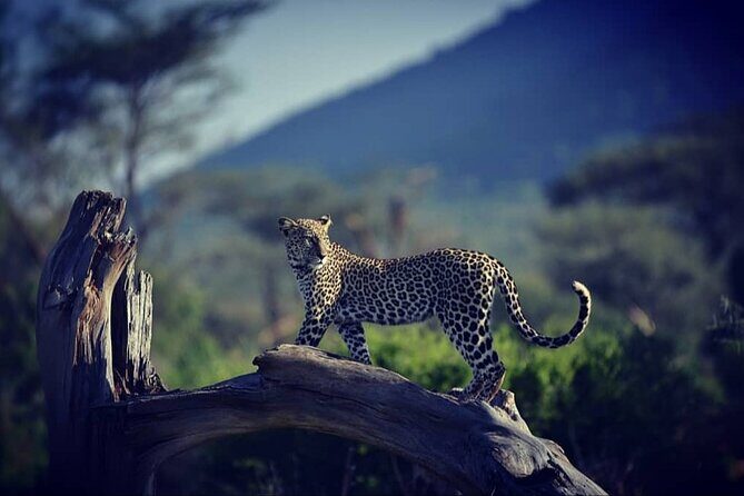 10 -Days Best of Kenya and Tanzania Classic Safari - Maasai Mara first: Rift Valley photos and an early wildlife start