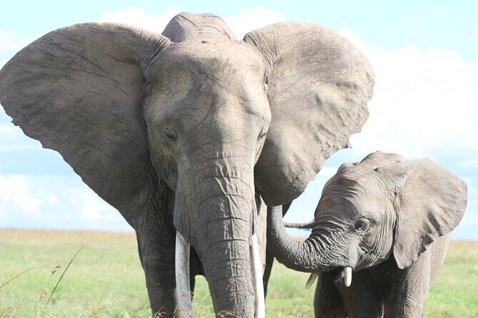 10 -Days Best of Kenya and Tanzania Classic Safari - Tarangire via Namanga border: elephant density and baobab sunset time