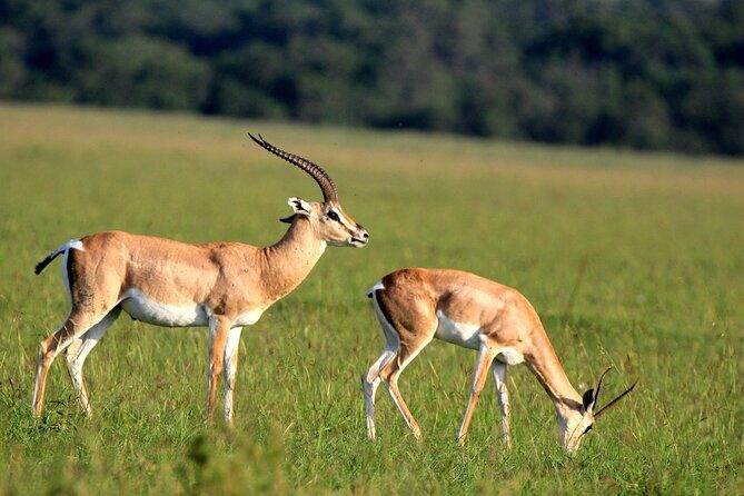 10 -Days Best of Kenya and Tanzania Classic Safari - Serengeti’s second day: carnivores, migration drama, and big-sky birds