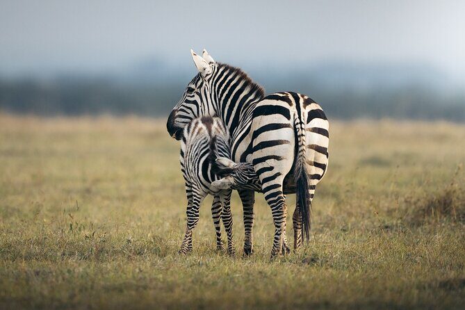 10 -Days Best of Kenya and Tanzania Classic Safari - Ngorongoro Crater: the 2000 ft descent, spring picnic, and a full crater day