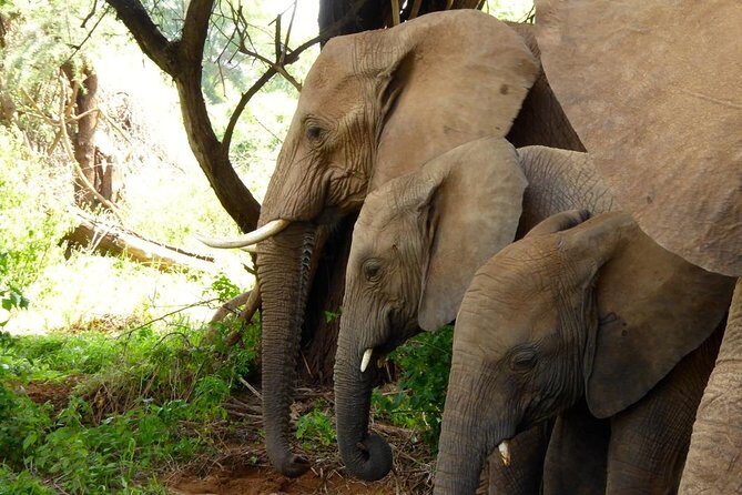10-Days Explore Kenya Wildlife Private Safari - Entering the route: Nairobi pickup and the 7:00 AM start