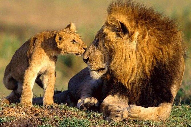 10-Days Explore Kenya Wildlife Private Safari - Lake Nakuru plus Thomson Falls and the Subukia viewpoint