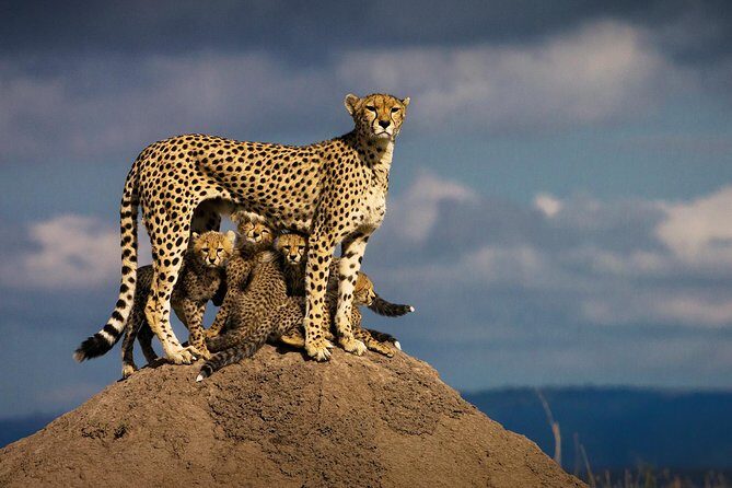 10-Days Kenya Wildlife Private Safari and Mombasa Diani Beach Holidays - Price and included value: what $5,495 buys you (and what still costs extra)