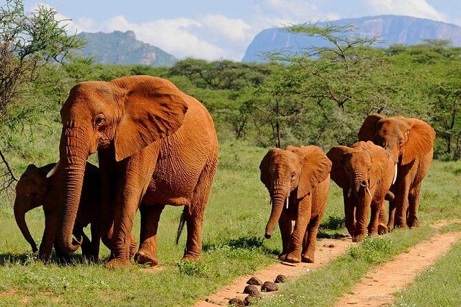 10-Days Kenya Wildlife Private Safari and Mombasa Diani Beach Holidays - FAQ