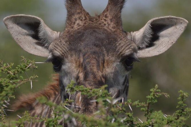 10 Days Migration Luxury Safari - Key highlights you’ll actually use