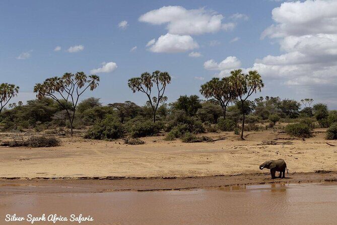 11-Day Serengeti, Maasai Mara, Tarangire, Amboseli Park - Serengeti in Two Styles: Afternoon Light to Morning Action